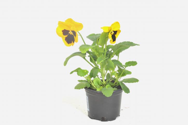 Теменужка ф9, (Виола), снимка 2 - Външни растения
