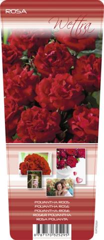 Корени рози в контейнер 2л., снимка 7 - Външни растения