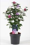 Хибискус Siryacus tricolor  ф21 см H55 см