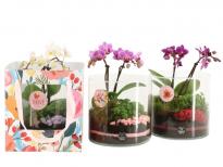 Терариум с орхидея ф17 см Н22 см