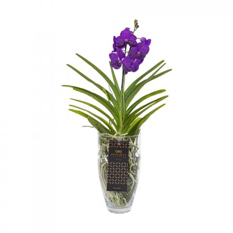 Ванда Charlotte микс, Ф14, Н60-70 см - Орхидеи