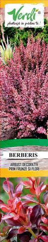 Берберис 40см, 5бр в кутия - Средиземноморски растения