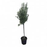 Маслина Europea 25 л