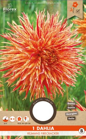Луковици PURE Далия Rejmans Firecracker (Sparkler), 1бр - Далии
