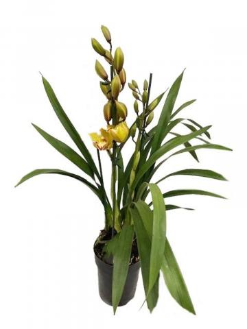 Цимбидиум микс ф12см, снимка 4 - Орхидеи
