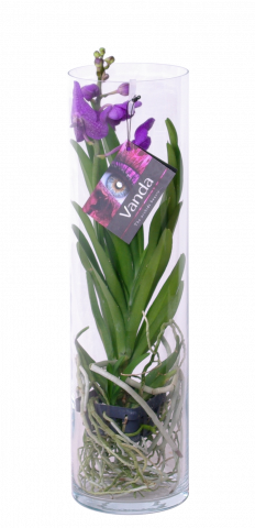 Ванда Н50-55 см, микс цветове - Орхидеи