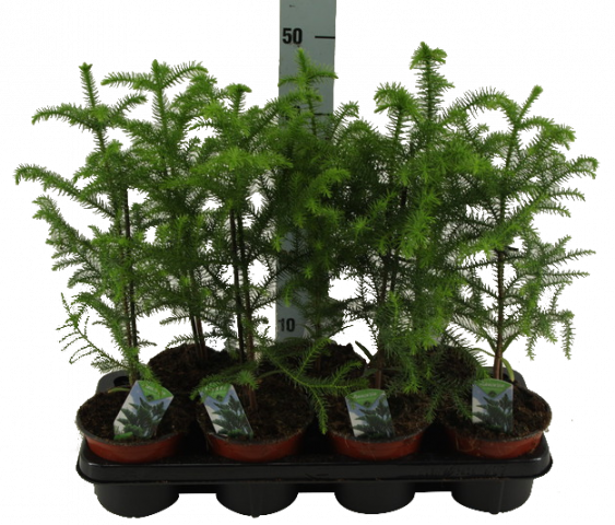 Араукария Hetrophylla ф14, H45 - Зеленолистни
