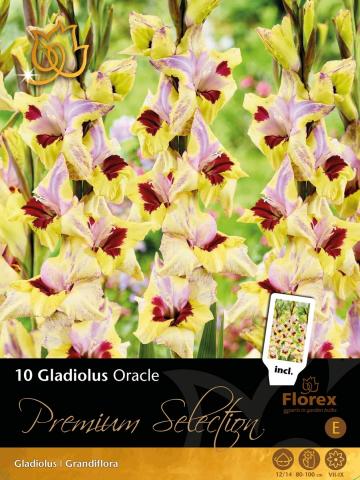 Луковици Premium Гладиола Oracle 10бр. - Гладиоли