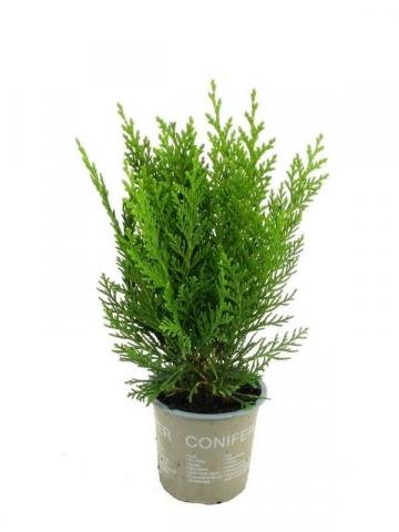 Лъжекипарис Green Pillar ф9 см Н20 см - Иглолистни храсти и дървета