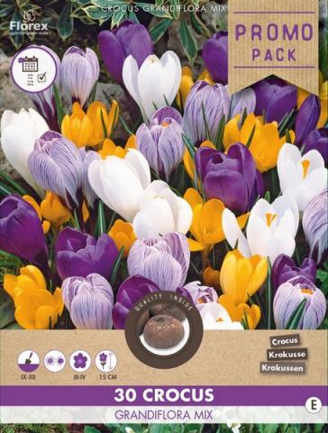 Луковици PP Минзухар Grandiflora микс 30бр - Минзухари