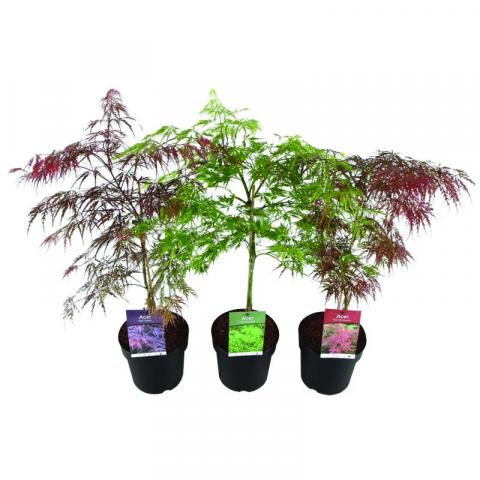 Ацер пелматум premium Ф21см - Листопадни храсти и дървета