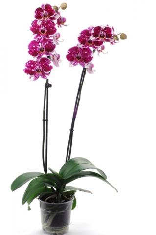 Орхидея Фаленопсис ф12/ Н: 40-50 см, снимка 4 - Орхидеи