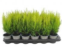 Лъжекипарис Erecta Aurea ф9 см H15 см