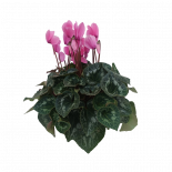 Циклама ф17 см