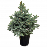 Сребрист смърч височина 100-120 см