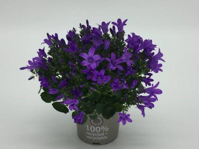 Кампанула Blue Royal  Ф10.5/Н:20 см - Цъфтящи