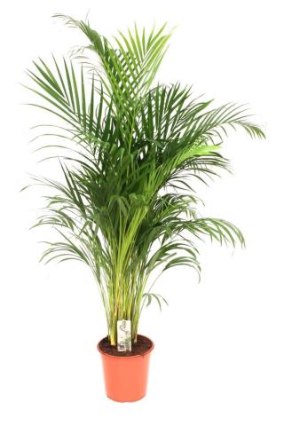 Арека Lutescens Ф27см - Големи растения