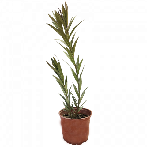 Нериум Oleander 80-120 см 3 л - Средиземноморски растения