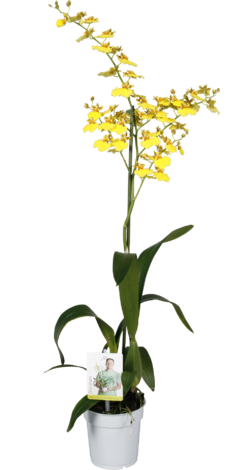 Онцидиум Ф12 Н 55 - Орхидеи