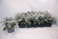 Сенецио Silverdust ф12 см H20 см
