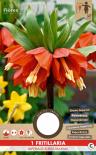 Луковици Фритилария Imperialis Rubra