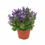 Кампанула portenschlagiana ф12