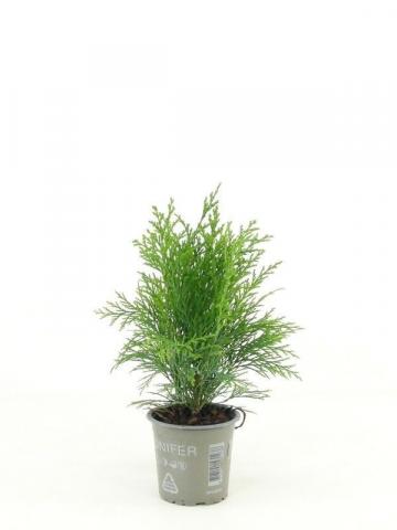 Хамаципарис Глобоза ф9 см Н20 см - Иглолистни храсти и дървета
