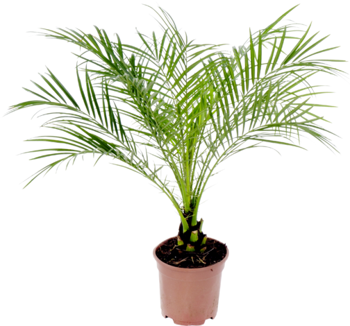 Финикова палма Ф14см - Средиземноморски растения