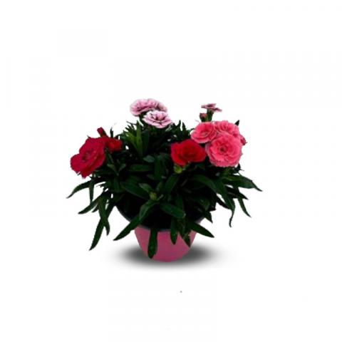 Карамфил трикси Ф14см - Пролетни балконски цветя