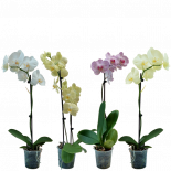 Орхидея Фаленопсис ф12,3, 1 стебло H40-60см