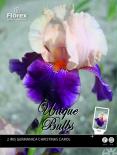 Луковици Iris Germanica Christmas Carol I, 2бр