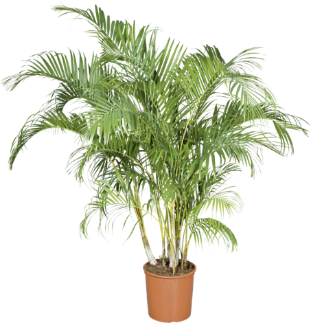 Хризалидокарпус Ф:50 Н:290 - Големи растения