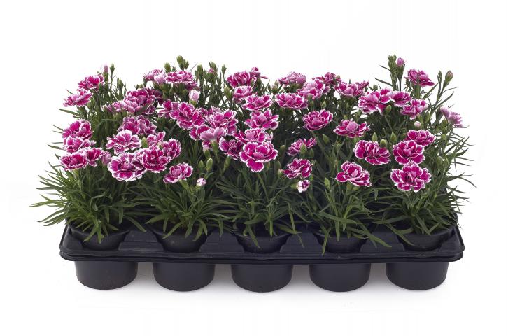 Карамфил ф10,5 см, снимка 2 - Пролетни балконски цветя