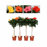 Хибискус Fiori Grande Ф17см