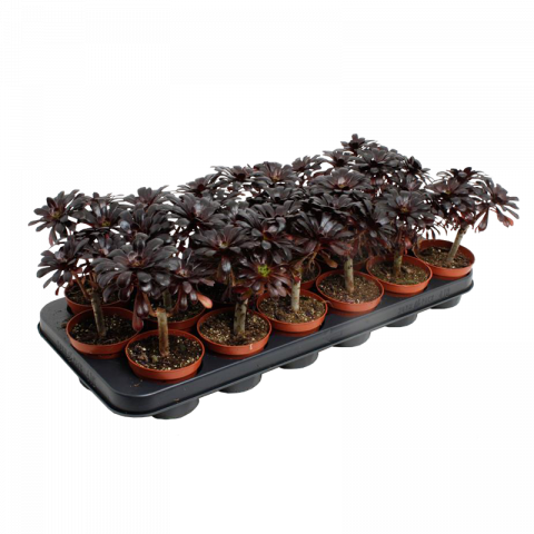 Еониум Nigrum Ф8.5см, H15см - Зеленолистни