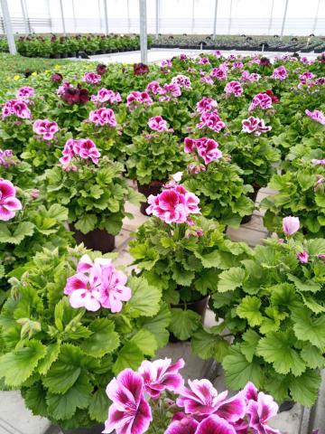 Кралско мушкато 1.5 л - Пролетни балконски цветя