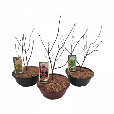 Ацер Palmatum Ф23см, H50см - Листопадни храсти и дървета