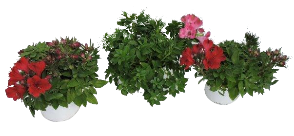 Алстромерия в кошница ф19см - Пролетни балконски цветя
