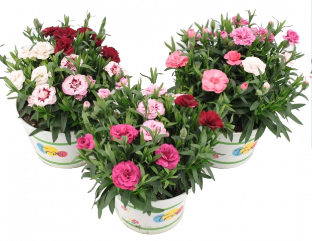 Карамфил трикси ф19см - Пролетни балконски цветя