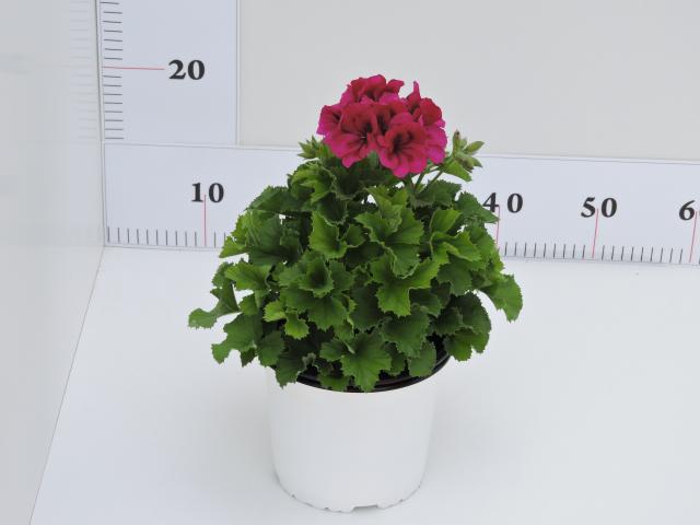 Пеларгониум Грандифлорум ф15см - Пролетни балконски цветя