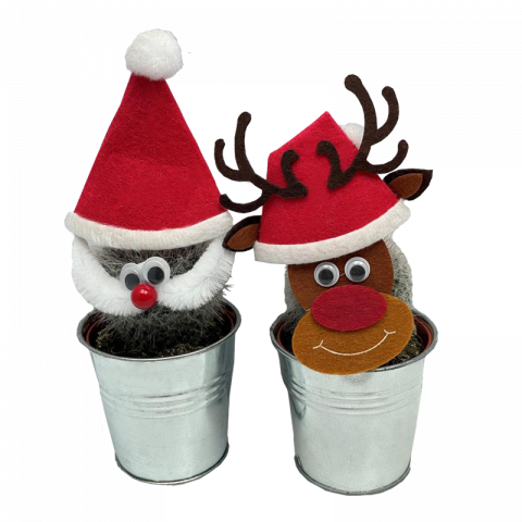 Кактус Santa Ф7.5см - Кактуси и сукуленти