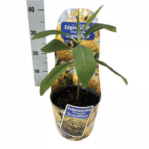 Хартиен храст Edgeworthia Ф17см, H25см - Листопадни храсти и дървета