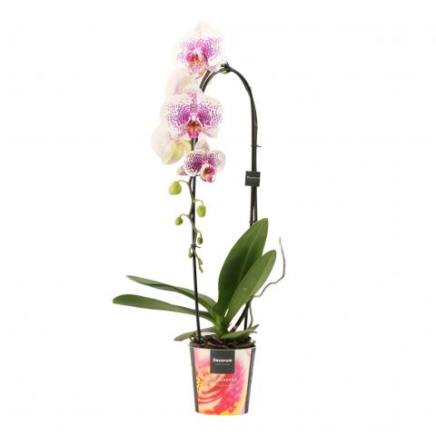 Орхидея Cascade Ф12см, Н55-60см, снимка 3 - Орхидеи