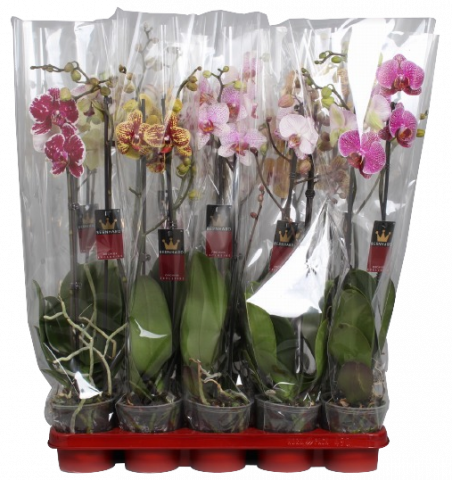 Орхидея Фалаенопсис Specials 2-стеблa,  ф12 - Орхидеи