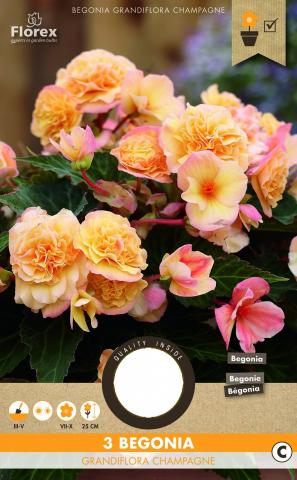 Луковици PURE Бегония Grandiflora шампанско, 3бр - Бегонии