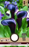Луковици PURE Кала Black Forest, 1бр