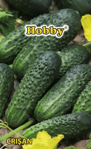 HOBBY семена корнишони CRISAN - Семена за плодове и зеленчуци