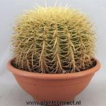 Кактус Ехинокактус Grusonii ф24 см H25 см