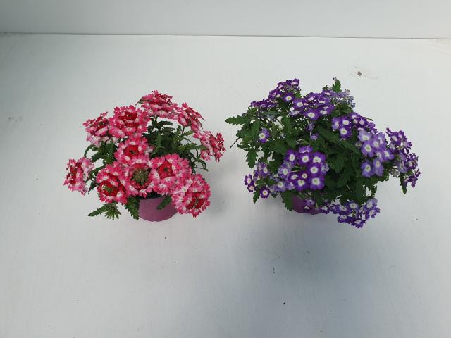 Вербена каскадна ф12см, снимка 3 - Пролетни балконски цветя