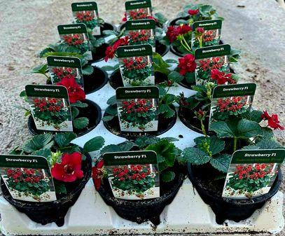 Ягода ф10,5 см - Овошки и плодни храсти